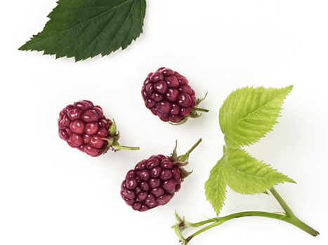 White Mulberry